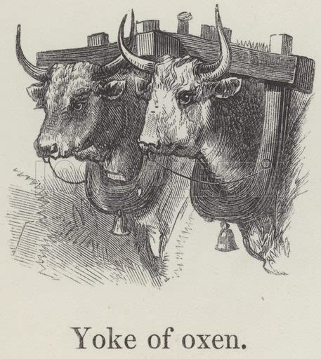 Yoke of oxen stock image | Look and Learn