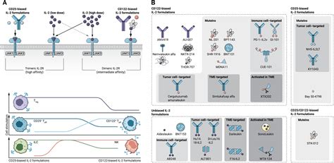 Interleukin-2–based therapies in cancer | Science Translational Medicine