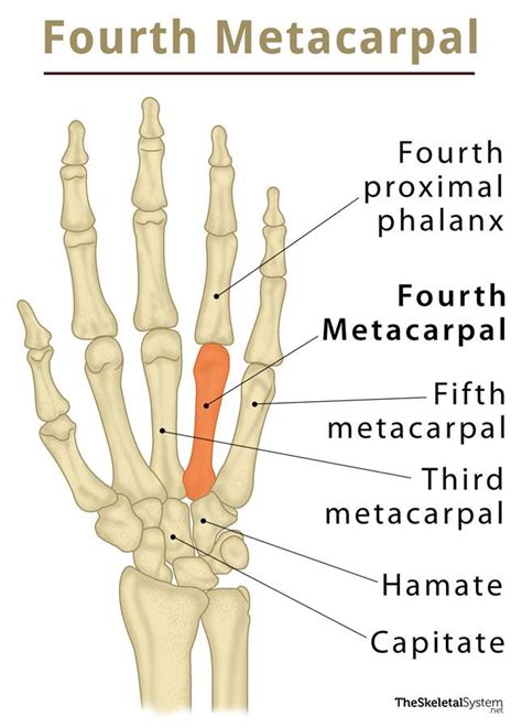 Fourth Metacarpal: Definition, Location, Anatomy, Diagram