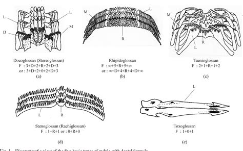 Figure 1 from Scanning electron microscope studies on the radula teeth ...