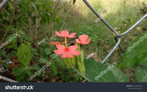 Aboli Flower Garden India Growing Stage Stock Photo 1169323630 ...