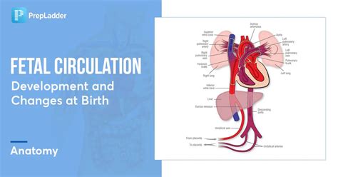 Fetal Circulation: Development and Changes at Birth