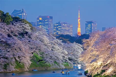 The best cherry blossom viewing spots in Tokyo