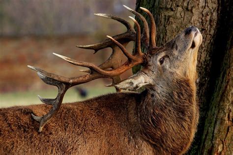 What is Deer Rut and How Does It Impact Your Property?