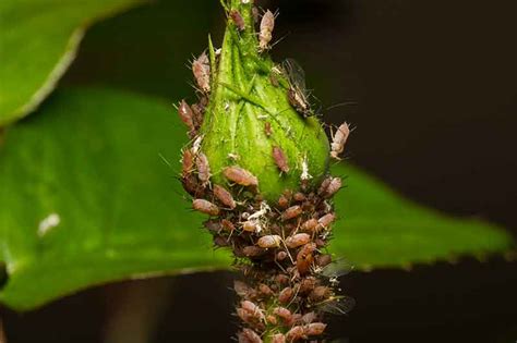 Garden Pests Identification Pictures Australia | Fasci Garden