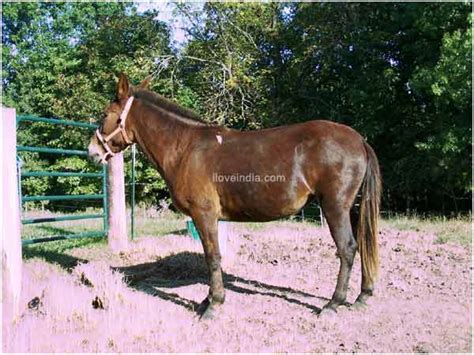 Facts About Mule - Interesting & Amazing Information On Mules