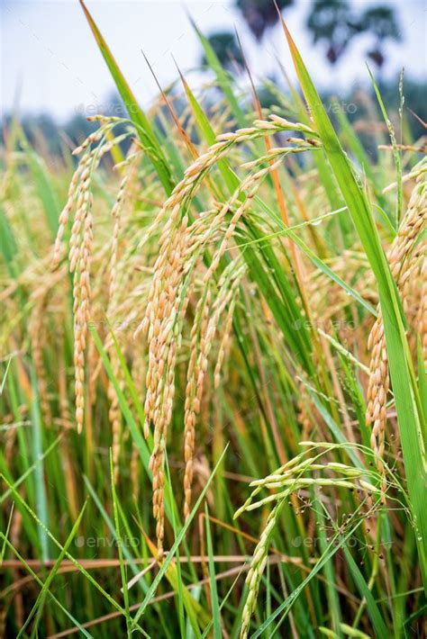 Close up ear of rice in paddy field in 2021 | Rice plant, Beautiful ...