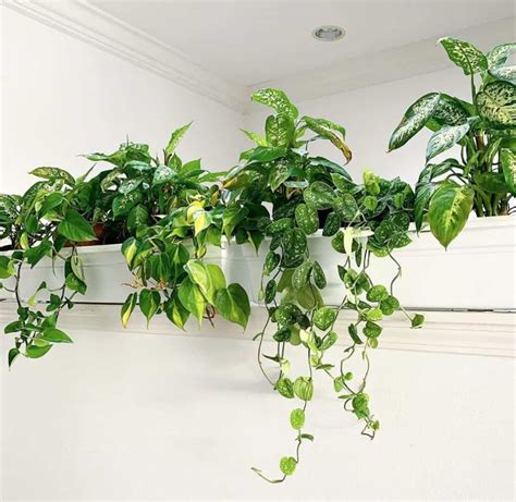 Best Hanging Plants Indoor | Simple Guide - Indoor Plants World