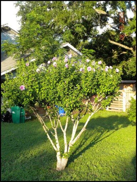 Rose Of Sharon Pruning | The Garden