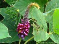 Stunning "Kudzu" Artwork For Sale on Fine Art Prints