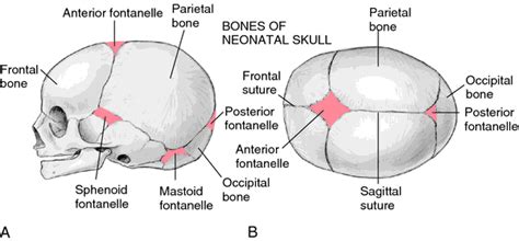 fontanel | Medical dictionary, Medical, Human anatomy and physiology