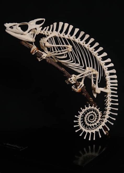 Parson's chameleon | Animal skeletons, Skeleton drawings, Skull reference