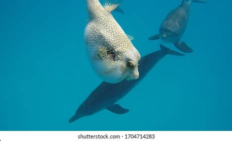 Red Sea Dolphins Playing Puffer Fish Stock Photo 1704714283 | Shutterstock