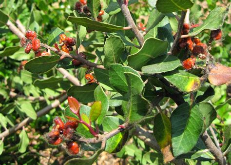 Mother Nature's Backyard - A Water-wise Garden: California Gourmet ...