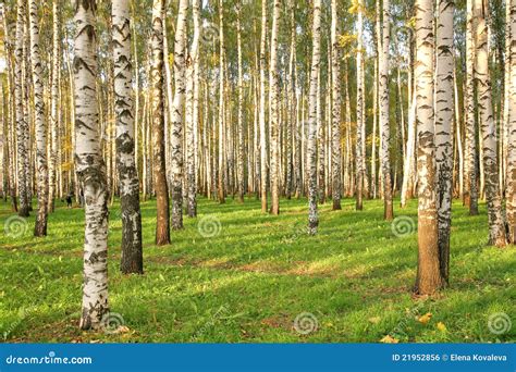 Birch Grove in Early Autumn Stock Photo - Image of trees, recreation ...