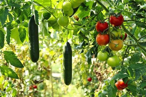 Organic Backyard Vegetable Gardening