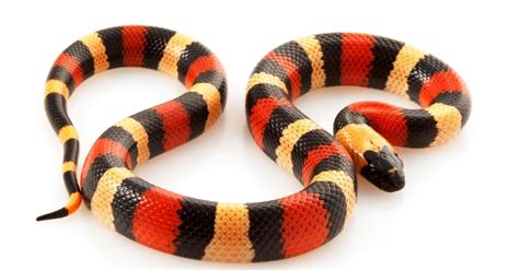 Coral Snake vs Milk Snake: 5 Key Differences Explained - IMP WORLD