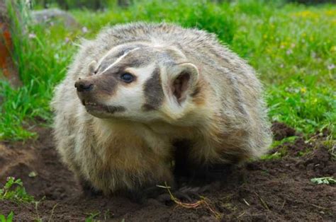 About American Badger - Behavior, Diet, Characteristics, & Facts