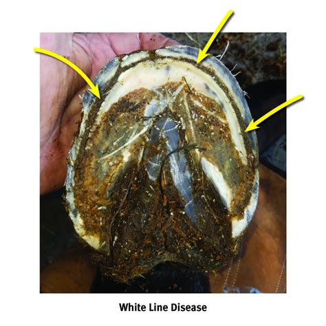 Detecting and Treating White Line Disease in Horses, Presented by ...