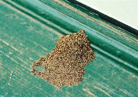 How to Identify Termite Droppings – Chem Free