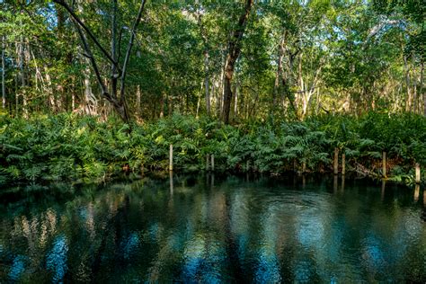 How Mangrove Forests Are Sustaining Our Climate - ICF