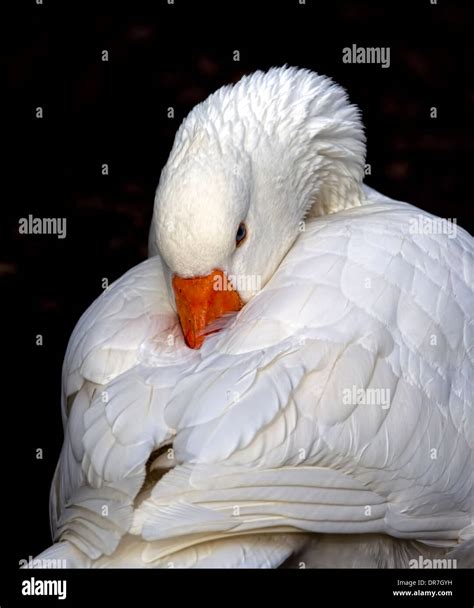 White domestic goose with orange bill bill buried in feathers on a ...