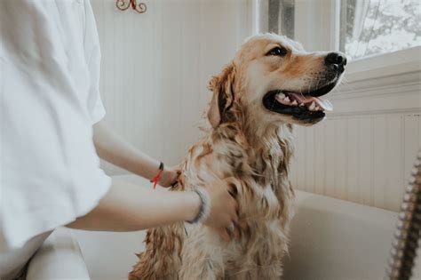 5 Tips To Make Dog Bathing Easy At Home - ELMENS