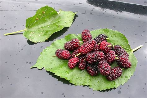 Benefits Of Mulberry Plant - Morus Alba Leaves And Mulberries For ...