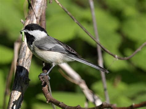 Hunting Methods of Insect Eating Birds - Buffalo Bill Center of the West