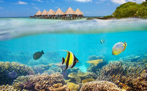 How The Maldives Is Fighting The Climate Crisis With Coral Reefs