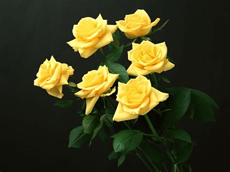 Yellow Rose Flower Wallpapers - Wallpaper Cave