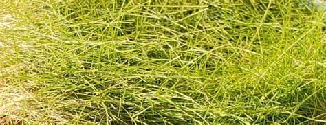 Creeping Red Fescue Pros And Cons: Everything You Should Know About!