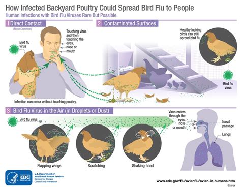 Avian Influenza and People - MeCDC; DHHS Maine