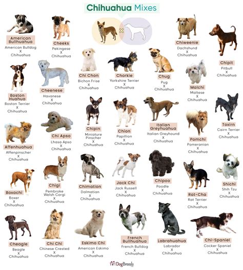 Chihuahua Mix Breeds List