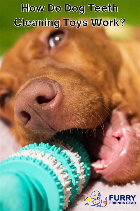 How Do Dog Teeth Cleaning Toys Work: 5 Important Concepts