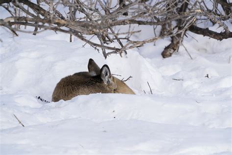 Hard winter on wildlife demonstrates need for more habitat in North ...