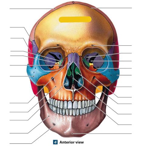 Anterior skull: Anterior view Diagram | Quizlet