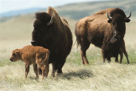 Wild bison: Education and ecology for the benefit of all