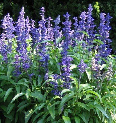 Salvia / Sage Seeds: Victoria Blue (Salvia farinacea) Beautiful Color ...