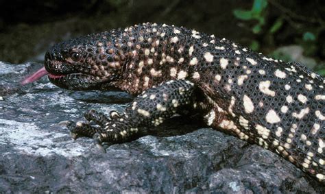 Mexican Beaded Lizard - Los Angeles Zoo and Botanical Gardens