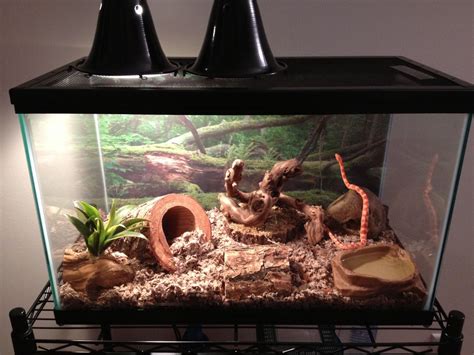 How To Set Up A Snake Enclosure - Snake Poin