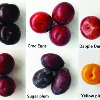 The six plum varieties. From left to right, top to bottom: black plum ...