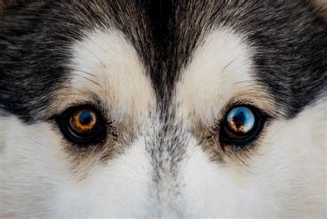 Husky Eyes: 8 Things You Need To Know [+ Stunning Pics]