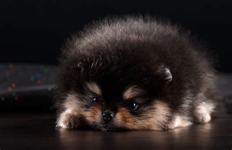 63+ Teacup Pomeranian Black Puppy - l2sanpiero