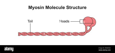 Myosin filament structure, illustration Stock Photo - Alamy