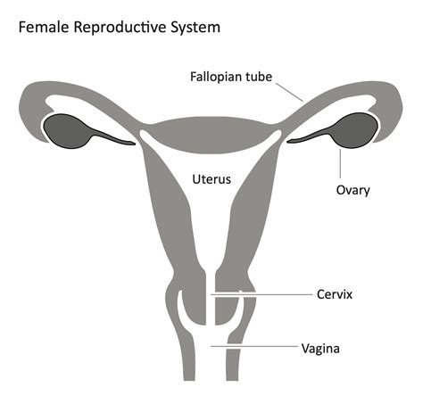 Printable Female Reproductive System Diagram - Printable Word Searches