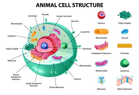 Difference Between Plant and Animal Cells