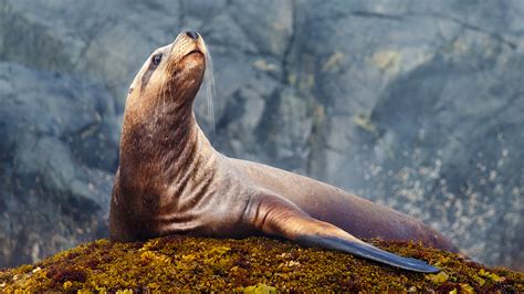 Steller Sea Lion Habitat - Daune Eolande