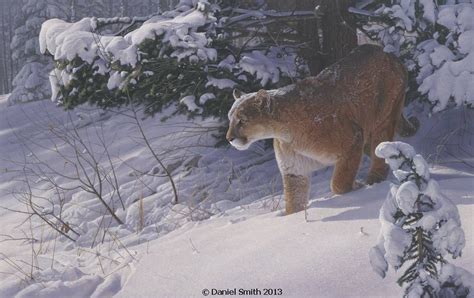 Daniel Smith Wildlife: Original Paintings | Big cats art, Wildlife ...