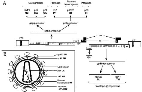 Structure of the HIV-1 genome and viral particle. (A) Genetic map of ...